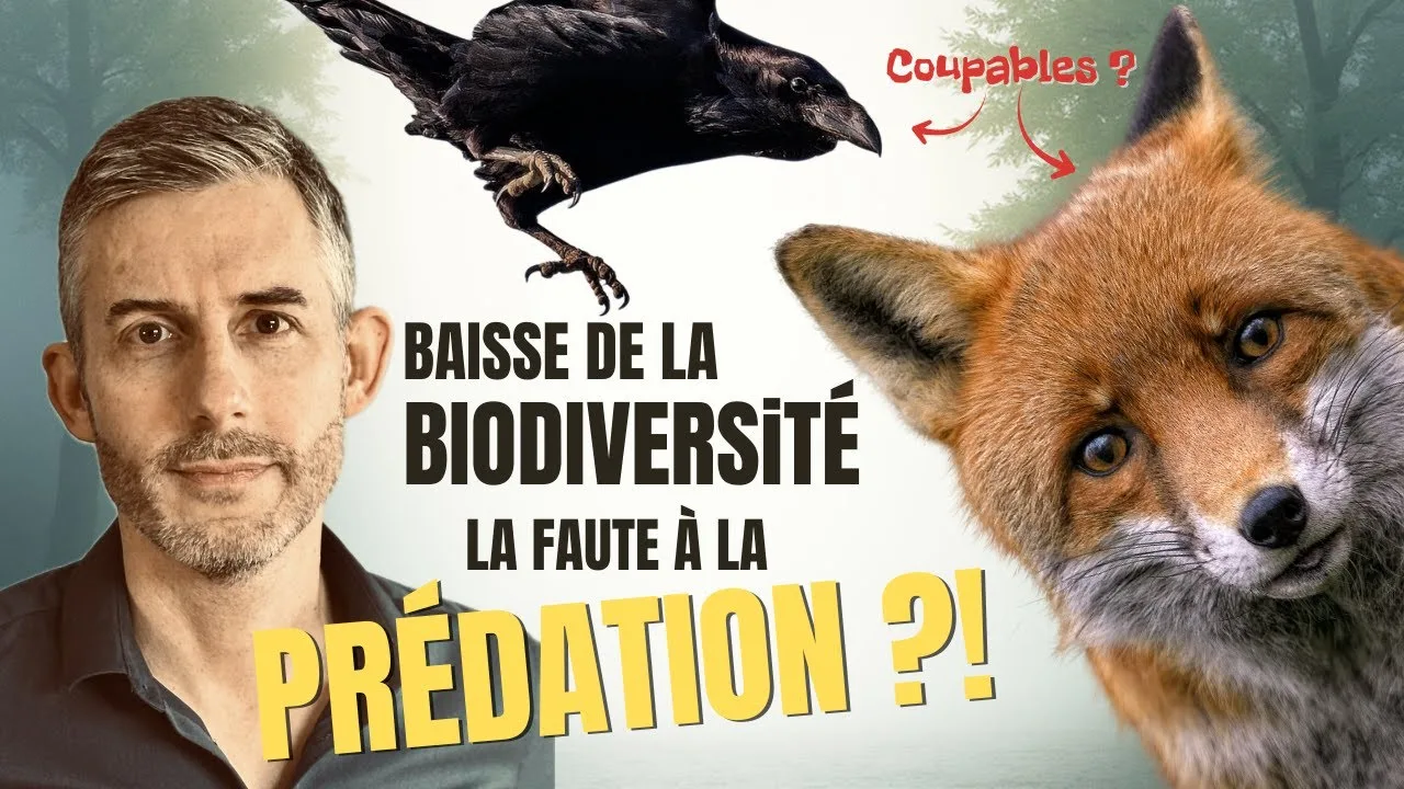 Naissance exceptionnelle d’un petit Langur de François au zoo de Besançon : un symbole pour la biodiversité et la politique écologique locale