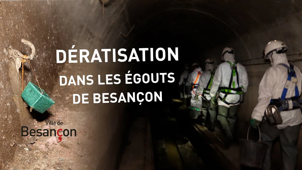 Besançon déclare la guerre aux rats : Découvrez les dessous de la grande opération de dératisation !